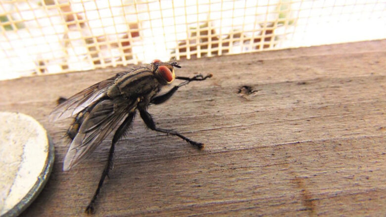 Keni probleme me mizat dhe insektet? Me këta dy përbërës nga kuzhina do t’i largoni nga shtëpia juaj